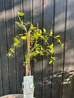 Wisteria, Tuin en Terras, Vaste plant, Ophalen of Verzenden, Halfschaduw, Klimplanten