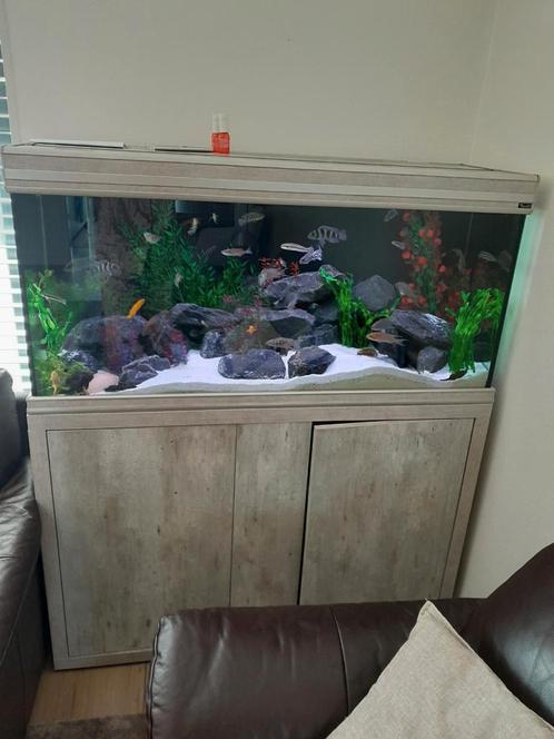 Compleet aquarium, Dieren en Toebehoren, Vissen | Aquariumvissen, Zoetwatervis, Vis, Schoolvis