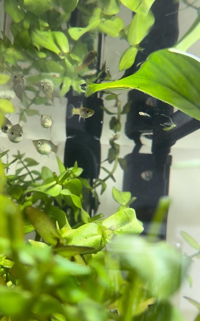 Vrouwelijke Endler guppen, Dieren en Toebehoren, Vissen | Aquariumvissen, Zoetwatervis, Vis, Schoolvis