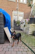 Mooie gezonde dwerg pincher pups, met klik mogen gelijk mee, Parvo, Overige rassen, 8 tot 15 weken, Meerdere