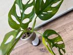 Monstera aurea variegata, Huis en Inrichting, Kamerplanten, Ophalen of Verzenden, Halfschaduw, Minder dan 100 cm