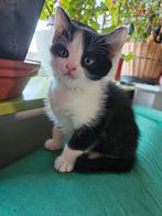 Te koop: 2 kittens:,  1 rood/witte en 1 zwart/wit katertje, Dieren en Toebehoren