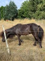 Amerikaanse minipaard Merrie , zwart , 80cm. 9jaar, Dieren en Toebehoren, Pony's, Niet van toepassing, A pony (tot 1.17m), 7 tot 10 jaar