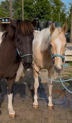 verzorger gezocht, Dieren en Toebehoren, Ophalen of Verzenden