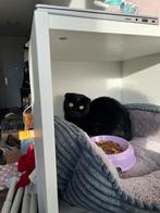 Scotish fold, Dieren en Toebehoren, Katten en Kittens | Overige Katten, Poes