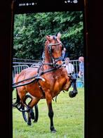 Te huur stalling met weidegang., Dieren en Toebehoren, Weidegang