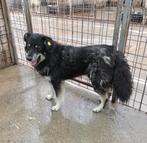 lieve  Oreo ter adoptie!, Particulier, Rabiës (hondsdolheid), Reu, 1 tot 2 jaar
