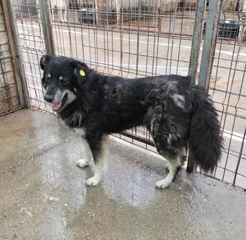 lieve  Oreo ter adoptie!  beschikbaar voor biedingen