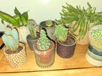 Diverse collectie cactussen in pot compleet, Minder dan 100 cm, Groene kamerplant, Halfschaduw, Ophalen of Verzenden