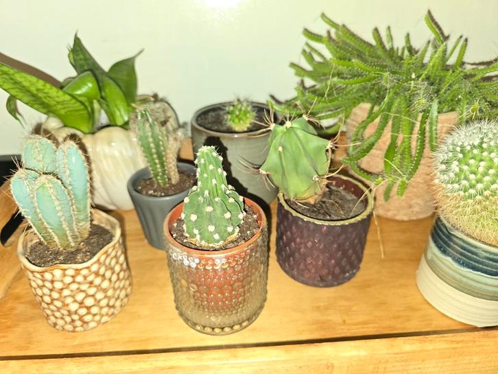 Diverse collectie cactussen in pot compleet, Huis en Inrichting, Kamerplanten, Cactus, Minder dan 100 cm, Groene kamerplant, Halfschaduw