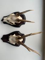 Twee decoratieve schedels met geweien, Ophalen