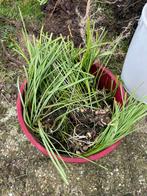 Gratis tuinplanten, Ophalen, Vaste plant