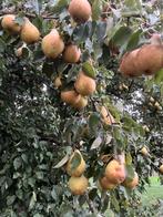 Gieser Wildeman stoofperen, Ophalen