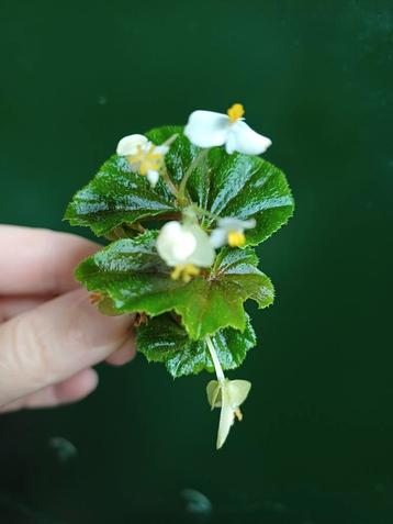 Begonia hirtella stekje beschikbaar voor biedingen