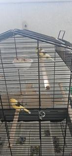 Gloster koppels, Dieren en Toebehoren, Vogels | Kanaries, Meerdere dieren
