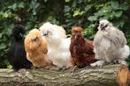 Sierkippen, Dieren en Toebehoren, Meerdere dieren, Kip