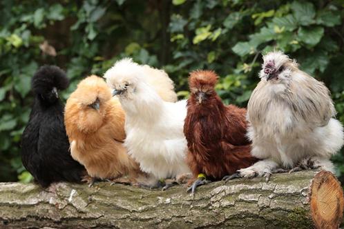 Sierkippen, Dieren en Toebehoren, Pluimvee, Kip, Meerdere dieren