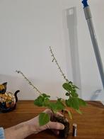 Ernsti mint plantjes, Huis en Inrichting, Kamerplanten, Minder dan 100 cm, Bloeiende kamerplant, Bonsai, Halfschaduw