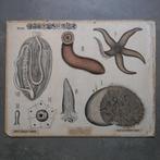 Oude schoolplaat stekelhuidigen – Dybdahl 1900, Ophalen of Verzenden, Natuur en Biologie