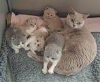 Brits/britse korthaar kittens, Dieren en Toebehoren, Katten en Kittens | Raskatten | Korthaar, Meerdere dieren