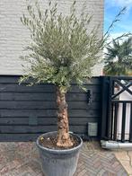 Olea Europaea olijfboom ruwe stam, Tuin en Terras, 100 tot 250 cm, Olijfboom, Zomer, Ophalen