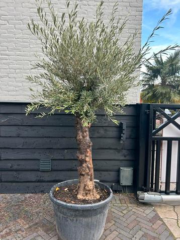 Olea Europaea olijfboom ruwe stam beschikbaar voor biedingen