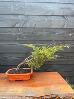 Bonsai juniperus 2 (windgestriemd), In pot, Bloeit niet, Halfschaduw, Minder dan 100 cm