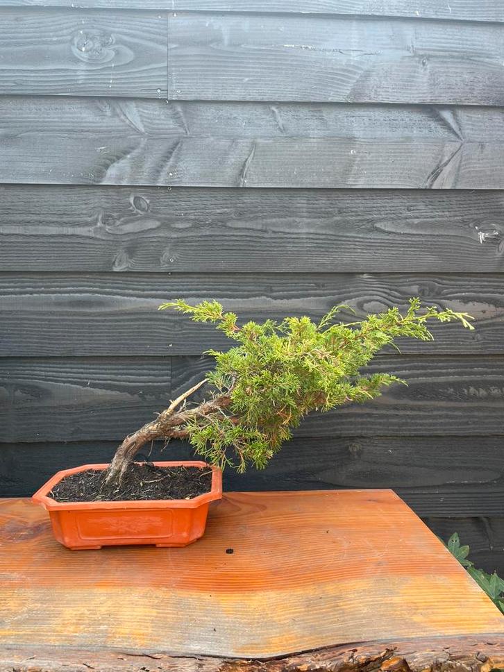 Bonsai juniperus 2 (windgestriemd), Tuin en Terras, Planten | Bomen, Overige soorten, Minder dan 100 cm, Halfschaduw, Bloeit niet