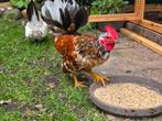Mooie serama haan, Dieren en Toebehoren, Pluimvee, Mannelijk, Kip