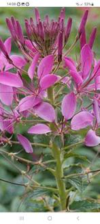 Zaad Kattensnor (roze), Ophalen of Verzenden, Volle zon