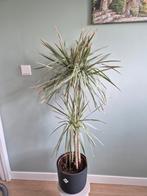 Dracaena kamerplant kantoor plant, Groene kamerplant, Ophalen of Verzenden, Halfschaduw