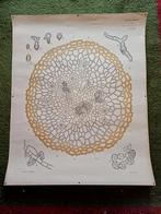 Oude botanische platen, microscopisch, Antiek en Kunst, Antiek | Schoolplaten, Ophalen of Verzenden, Natuur en Biologie