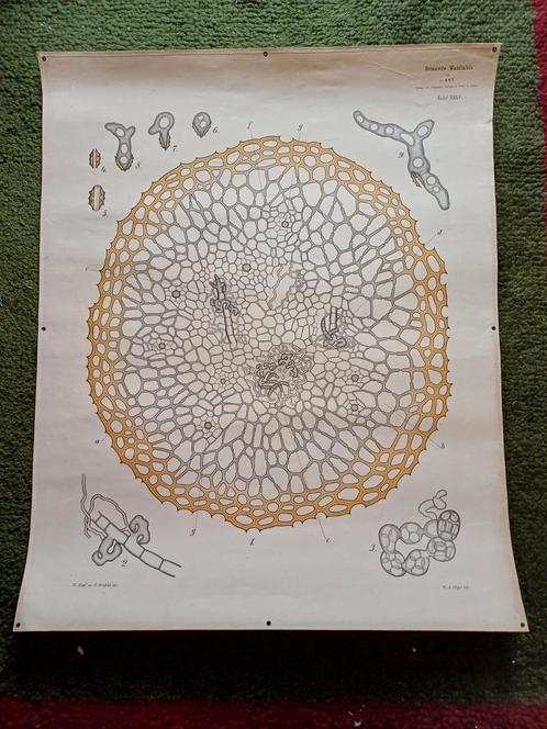 Oude botanische platen, microscopisch, Antiek en Kunst, Antiek | Schoolplaten, Natuur en Biologie, Ophalen of Verzenden