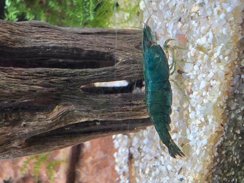 Green jade garnalen. Groene garnalen, Dieren en Toebehoren, Vissen | Aquariumvissen, Kreeft, Krab of Garnaal