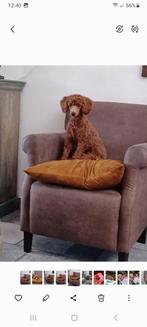 poedel toy/dwergpoedel dieprode dekreu, Dieren en Toebehoren, Honden | Dekreuen, Reu, CDV (hondenziekte), 1 tot 2 jaar, Eén hond