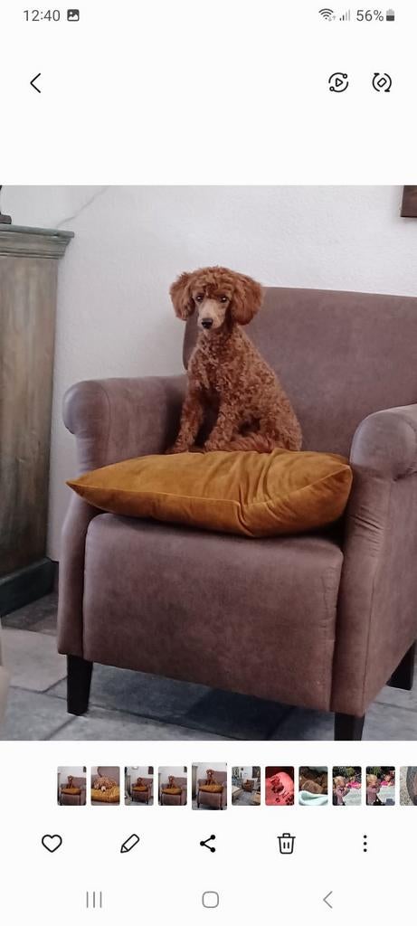 Toypoedel/dwergpoedel/ toy poedel dieprode dekreu, Dieren en Toebehoren, Honden | Dekreuen, Reu, Particulier, Eén hond, Nederland