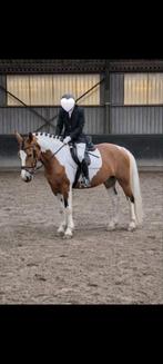 Bijrijdpaard Leasepaard verzorgpaard verzorgpony leasepony, Ophalen of Verzenden, Nieuw