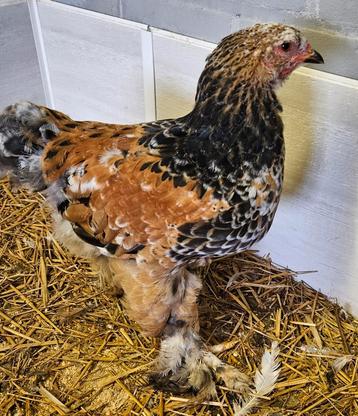 Porselein brahma haan uit België 3 maanden beschikbaar voor biedingen
