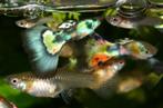 GUPPEN NOG DIV KLEUREN VAN VROUWEN MANNEN BABY's ALGENETERS, Dieren en Toebehoren, Vissen | Aquariumvissen, Vis, Zoetwatervis