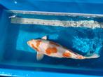 Japanse Koi te koop;  Kikusui, Kweker Yamazaki, Karper of Koi