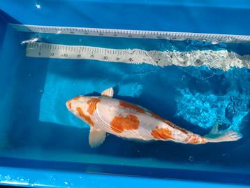 Japanse Koi te koop;  Kikusui, Kweker Yamazaki beschikbaar voor biedingen