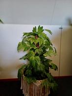 Mooie Kunstplant - Direct leverbaar!, Huis en Inrichting, Kamerplanten, Overige soorten, In pot, Minder dan 100 cm, Groene kamerplant