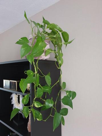 Drakenklimop kamerplant in fluwelenzak plant groen
