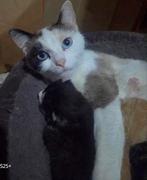 3 mooie kittens te koop, Dieren en Toebehoren, Katten en Kittens | Raskatten | Korthaar, Meerdere dieren