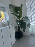 Sterilitzia plant (echt), Huis en Inrichting, Kamerplanten, Ophalen, Overige soorten, 150 tot 200 cm