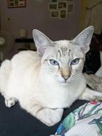 Siamese kittens, Kater, Ontwormd, 0 tot 2 jaar