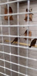 Kanaries Rode en zwarte agaat, Dieren en Toebehoren, Meerdere dieren, Kleurkanarie