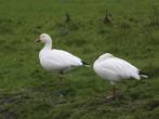 Ganzen en siereenden, Dieren en Toebehoren, Pluimvee, Meerdere dieren, Gans of Zwaan