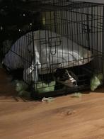 Goed huisje gezocht voor deze lieverd, Dieren en Toebehoren, Honden | Jack Russells en Terriërs, België, Particulier, Rabiës (hondsdolheid)