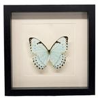 Morpho catenarius vlinder passe partout 25x25 cm, Verzamelen, Dierenverzamelingen, Ophalen of Verzenden, Nieuw, Insect, Opgezet dier